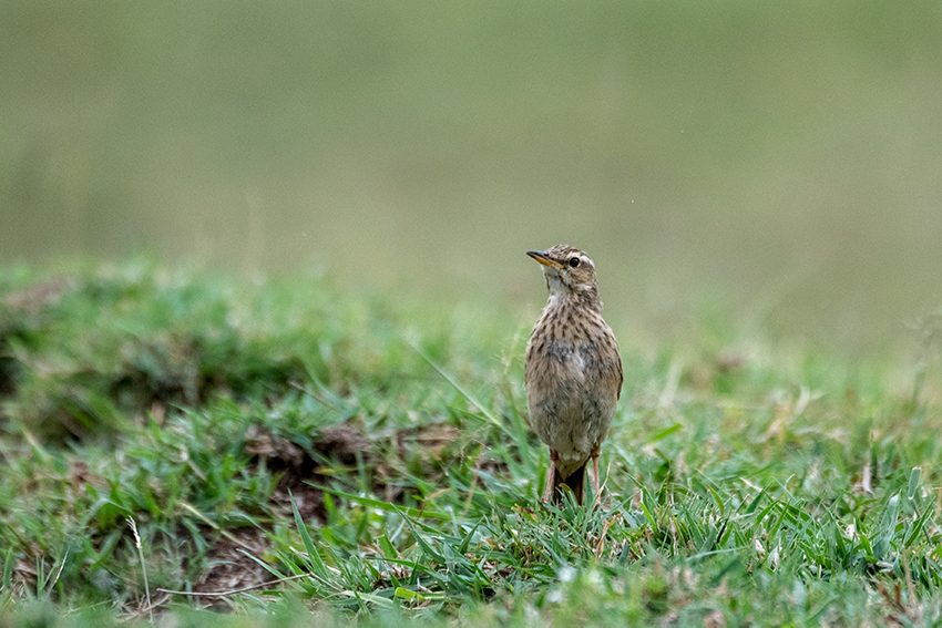 African Pipit, Ngorongoro Crater, Tanzania