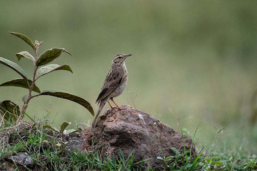 African Pipit, Ngorongoro Crater, Tanzania