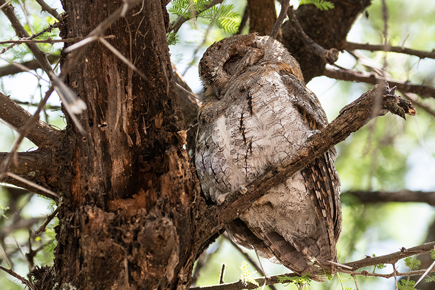 African Scops-Owl en Route to Lake Manyara Serene Mountain Lodge, Tanzania