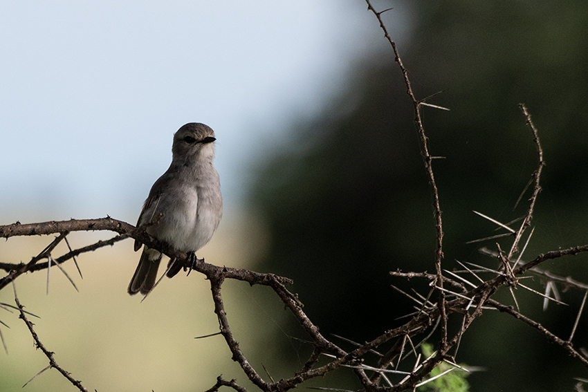 African Gray Flycatcher, Lemiani Circuit, Tarangire NP, Tanzania