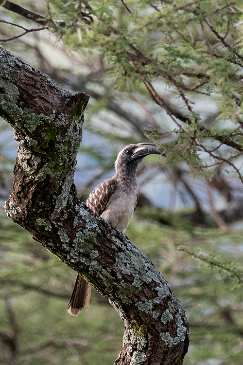 African Gray Hornbill, Seronera Area, Serengeti NP, Tanzania