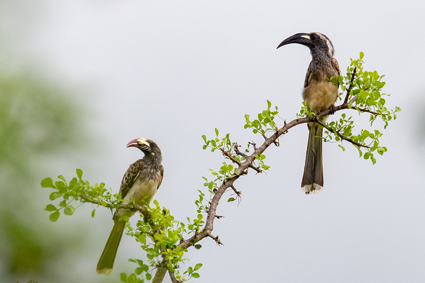 African Gray Hornbill, Mkomazi NP, Tanzania