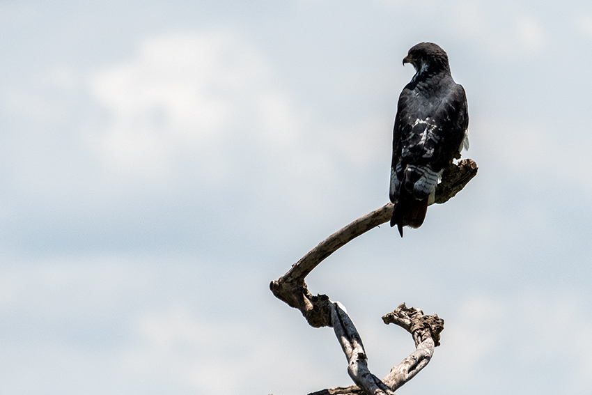 Augur Buzzard, Arusha National Park, Tanzania