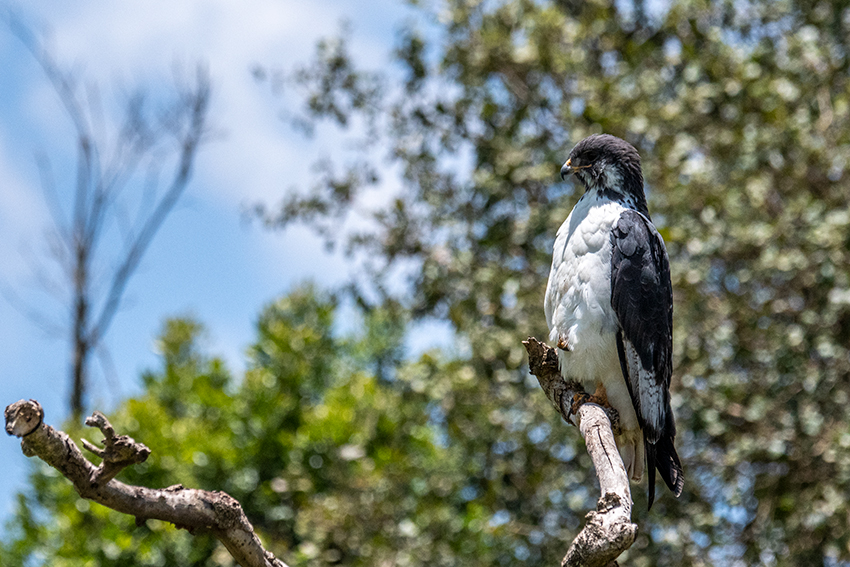 Augur Buzzard, Arusha National Park, Tanzania