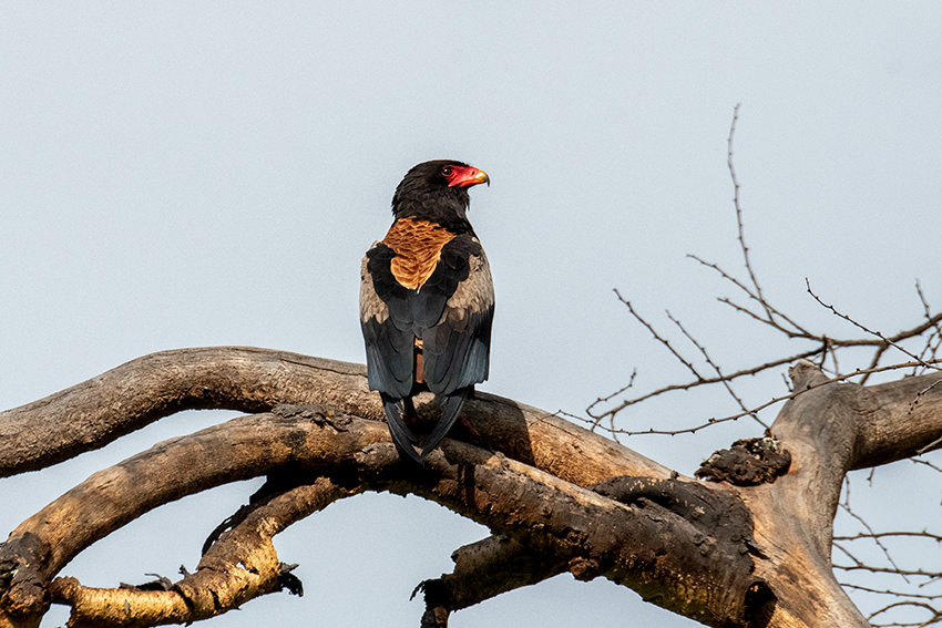 Bateleur, Ngorongoro Crater, Tanzania