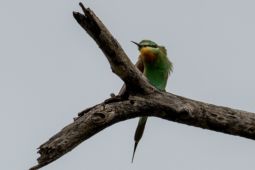 Blue-cheeked Bee-eater, Game Drive, Tarangire NP, Tanzania