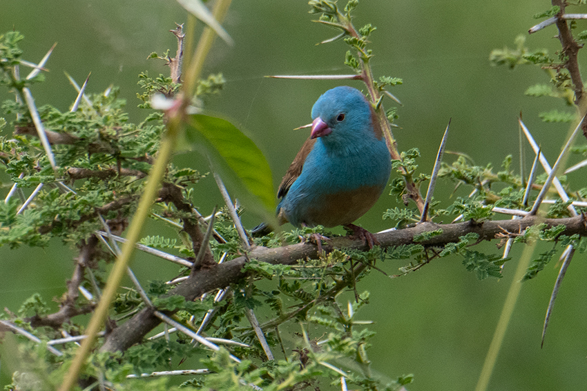 Blue-capped Cordonbleu, Seronera Area, Serengeti NP, Tanzania