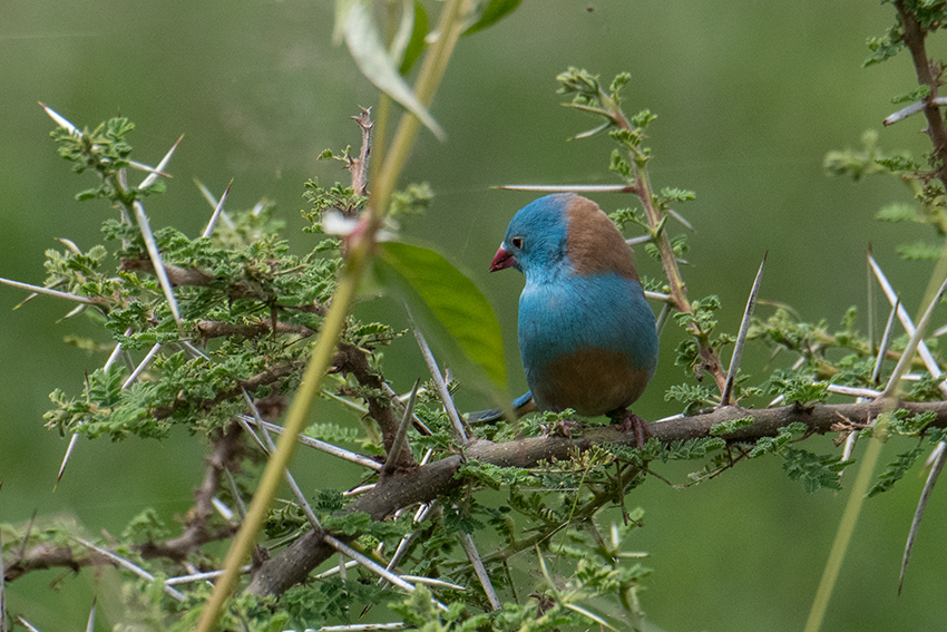 Blue-capped Cordonbleu, Seronera Area, Serengeti NP, Tanzania