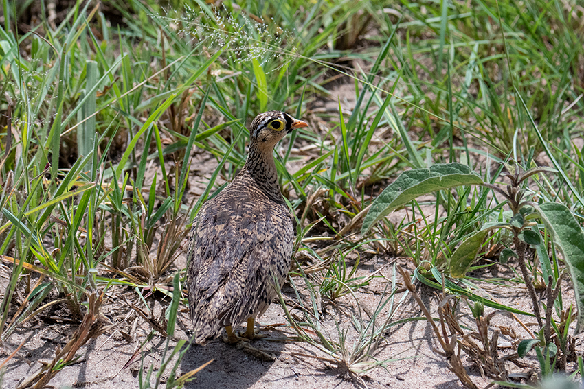 Black-faced Sandgrouse, Lemiani Circuit, Tarangire NP, Tanzania