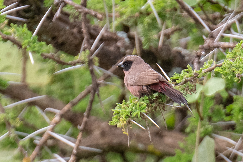 Black-faced Waxbill, Seronera Area, Serengeti NP, Tanzania