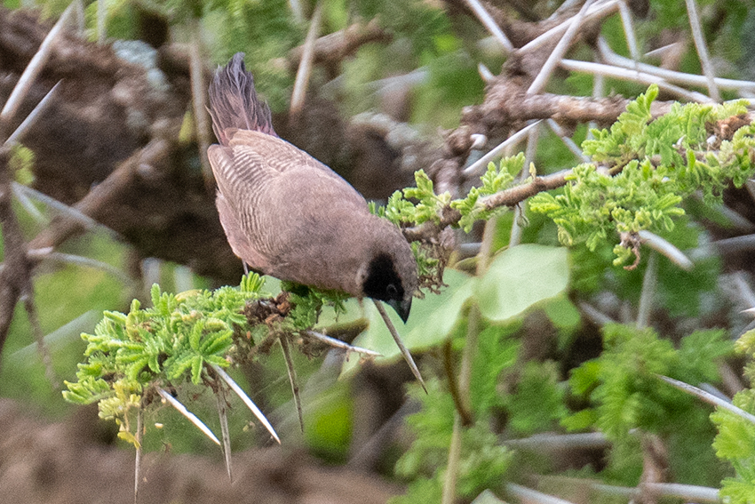 Black-faced Waxbill, Seronera Area, Serengeti NP, Tanzania