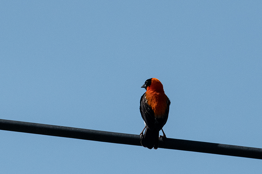 Black Bishop, Tarangire NP, Tanzania