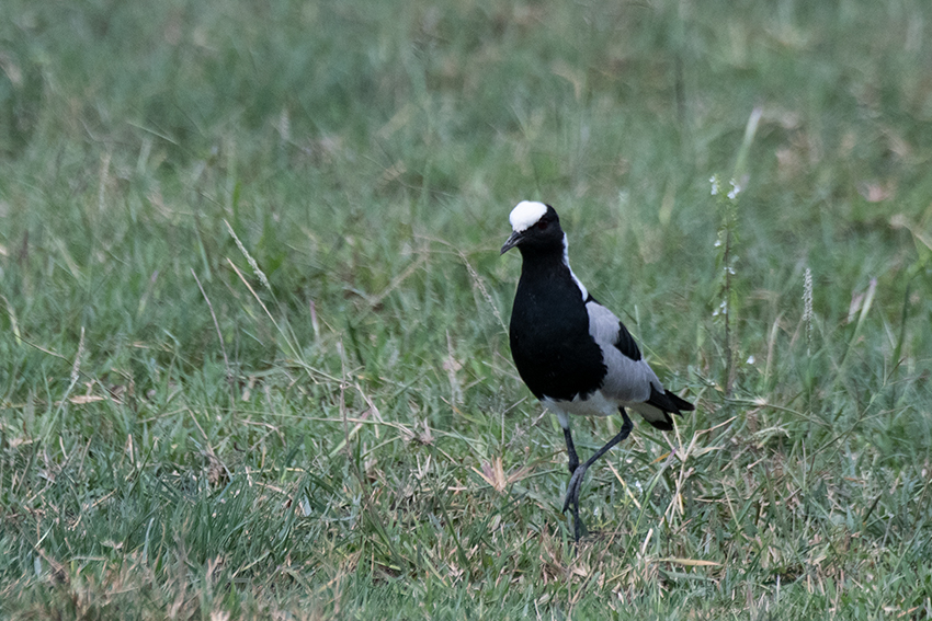 Blacksmith Lapwing, Big Marsh, Ndutu Area, Tanzania