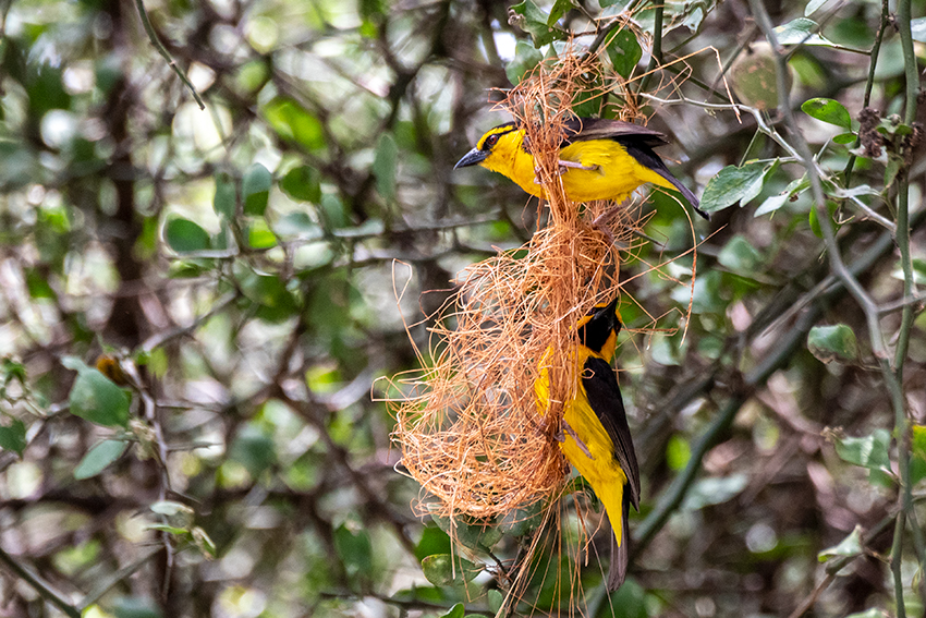 Black-necked Weaver, Matete Picnic Area,Tarangire NP, Tanzania