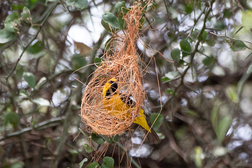 Black-necked Weaver, Matete Picnic Area,Tarangire NP, Tanzania