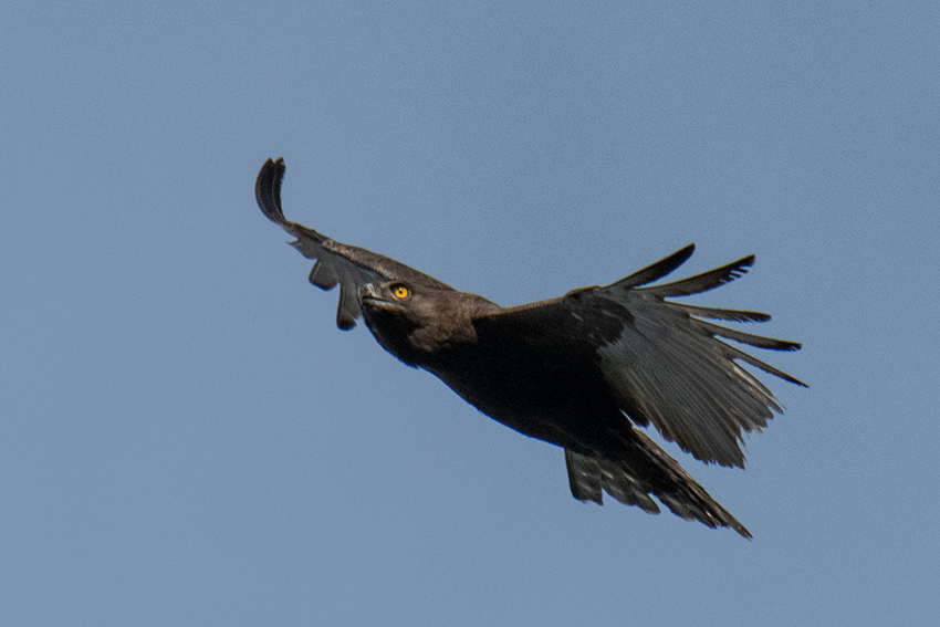 Brown Snake-Eagle, Elephant Hotel, Same, Tanzania