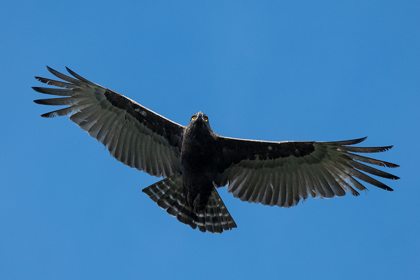 Brown Snake-Eagle, Elephant Hotel, Same, Tanzania