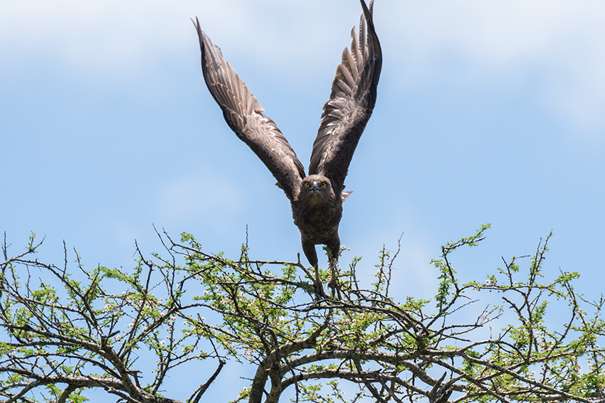 Brown Snake-Eagle, Mkomazi NP, Tanzania