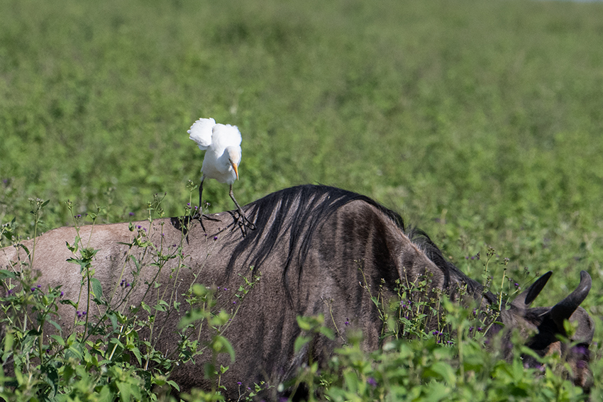 Cattle Egret on Blue Wildebeest, Drive Through the Central Serengeti, Tanzania
