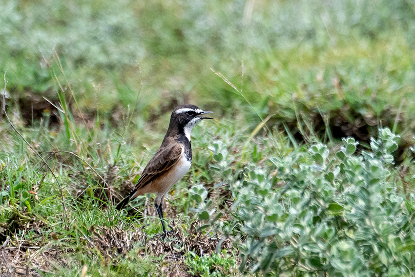 Capped Wheatear, The Lark Plains, Tanzania