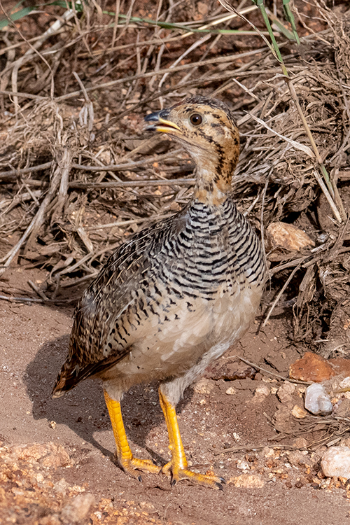 Coqui Francolin, Seronera Area, Serengeti NP, Tanzania