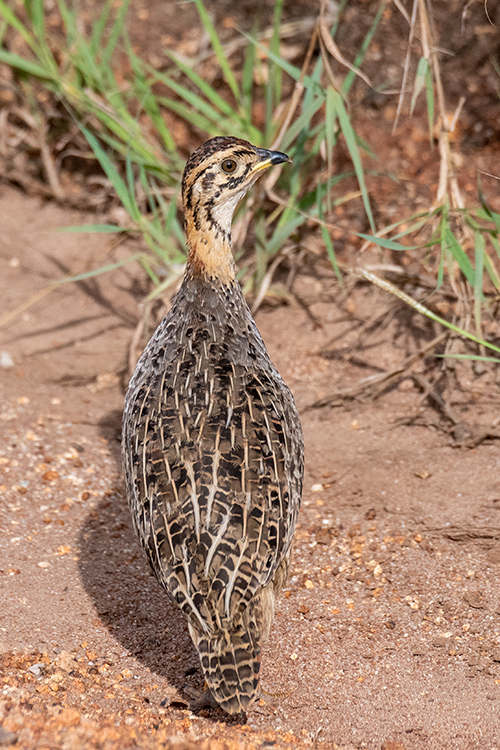 Coqui Francolin, Seronera Area, Serengeti NP, Tanzania