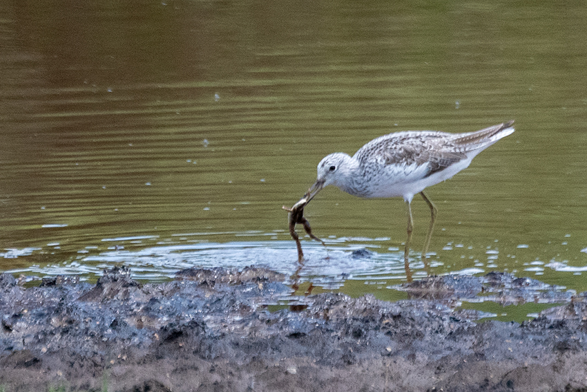 Common Greenshank, Big Marsh, Ndutu Area, Tanzania