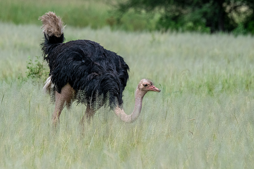 Common Ostrich, Game Drive, Tarangire NP, Tanzania