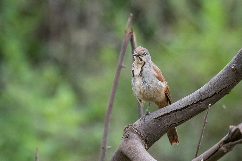Collared Palm-Thrush, Lake Manyara NP Game Drive, Tanzania