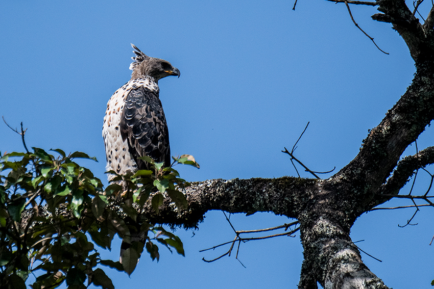 Crowned Eagle, Arusha National Park, Tanzania