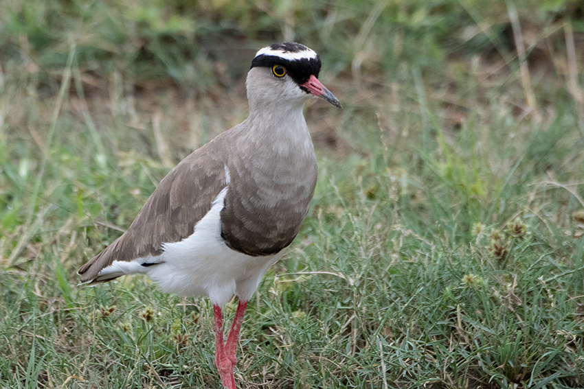Crowned Lapwing, Ngorongoro Crater, Tanzania