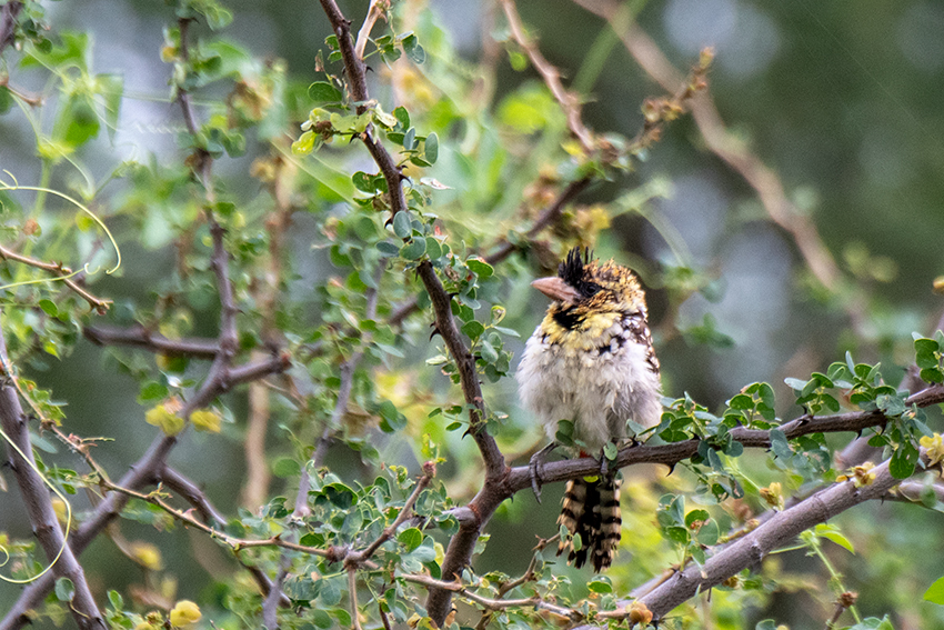 D'Arnaud's Barbet, Lemiani Circuit, Tarangire NP, Tanzania