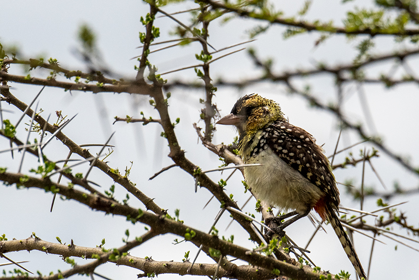 D'Arnaud's Barbet, Lemiani Circuit, Tarangire NP, Tanzania
