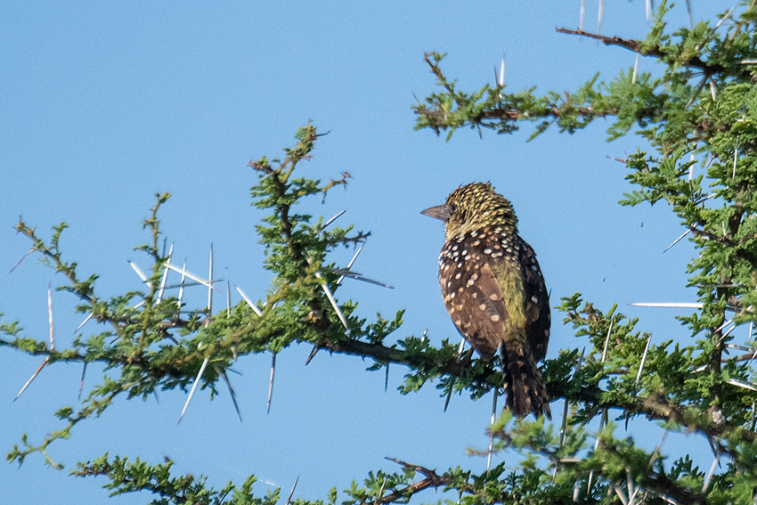 D'Arnaud's Barbet, Seronera Area, Serengeti NP, Tanzania