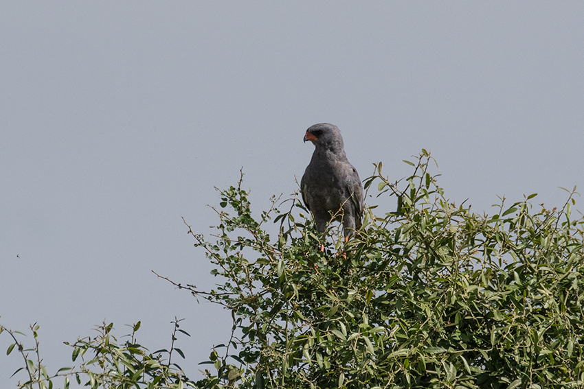 Dark Chanting-Goshawk, Seronera Area, Serengeti NP, Tanzania