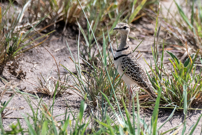 Double-banded Courser, Lemiani Circuit, Tarangire NP, Tanzania
