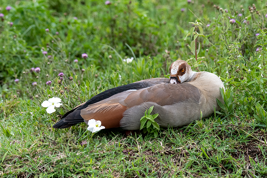 Egyptian Goose, Ngorongoro Crater, Tanzania