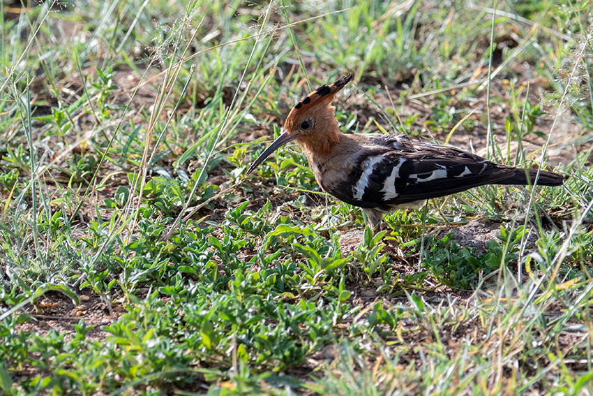 Eurasian Hoopoe, Seronera Area, Serengeti NP, Tanzania