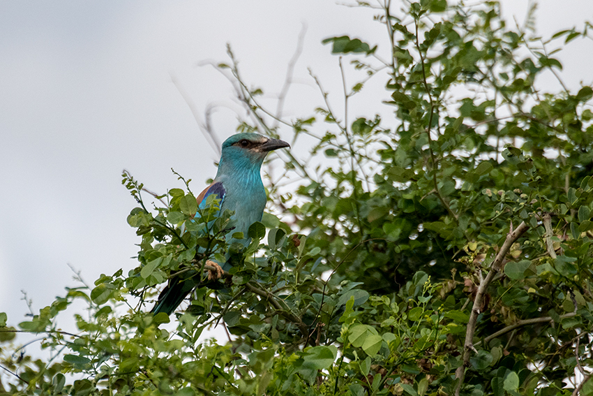 European Roller, Lemiani Circuit, Tarangire NP, Tanzania