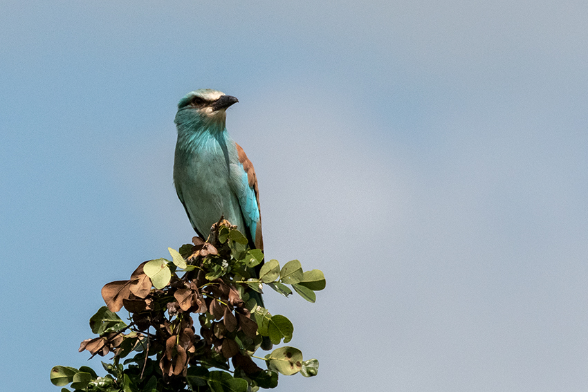 European Roller, Lemiani Circuit, Tarangire NP, Tanzania