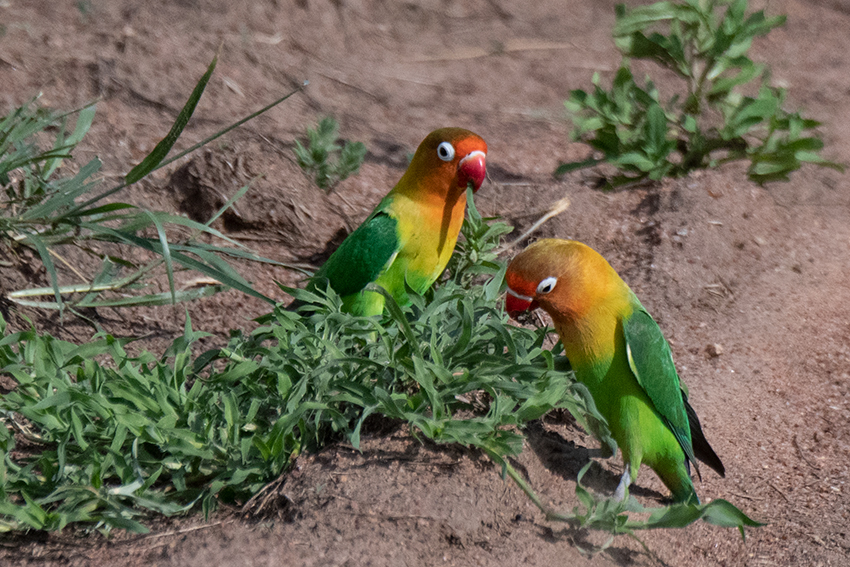 Fischer's Lovebird, Seronera Area, Serengeti NP, Tanzania