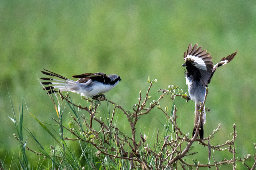 Gray-backed Fiscal, Drive Through the Central Serengeti, Tanzania