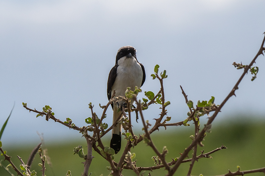 Gray-backed Fiscal, Drive Through the Central Serengeti, Tanzania
