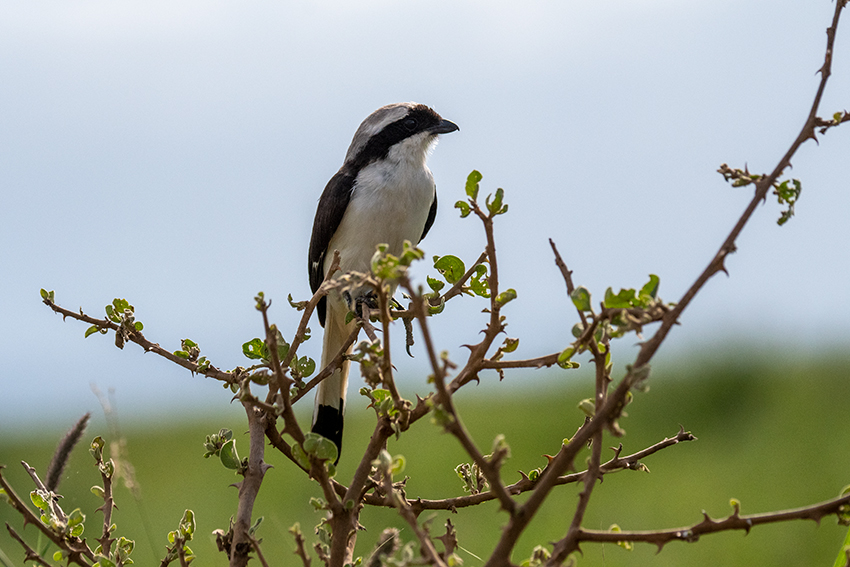 Gray-backed Fiscal, Drive Through the Central Serengeti, Tanzania