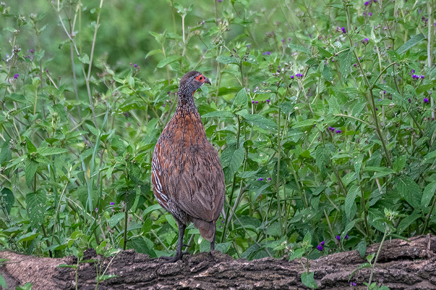 Gray-breasted Francolin, a Tanzanian Endemic, Serengeti NP, Tanzania
