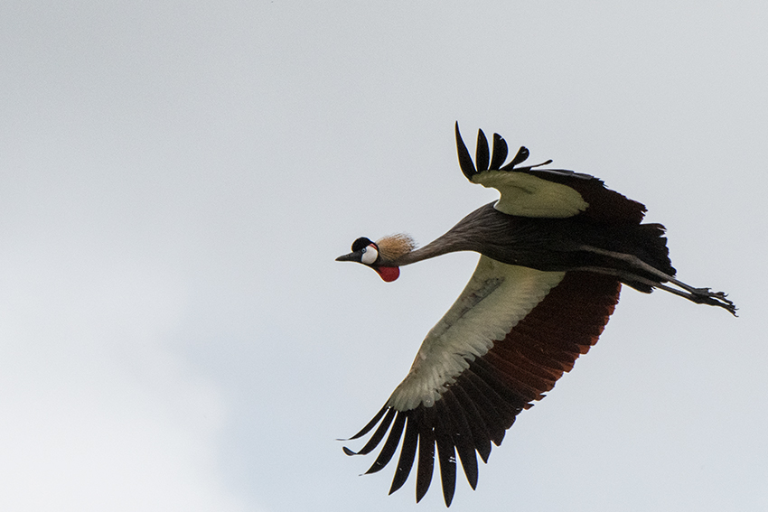 Gray Crowned-Crane, Lake Manyara NP Game Drive, Tanzania