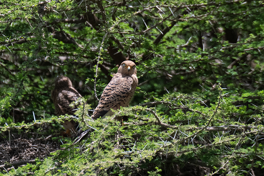 Greater Kestrel, Drive Through the Central Serengeti, Tanzania