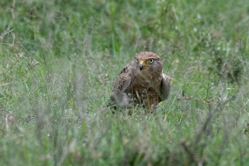 Greater Kestrel, Drive Through the Central Serengeti, Tanzania