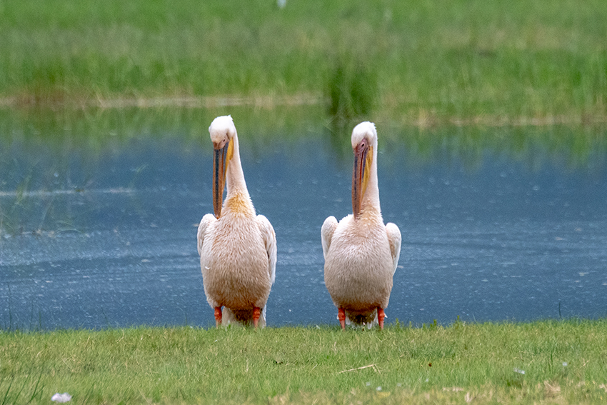 Great White Pelican, Ngorongoro Crater, Tanzania
