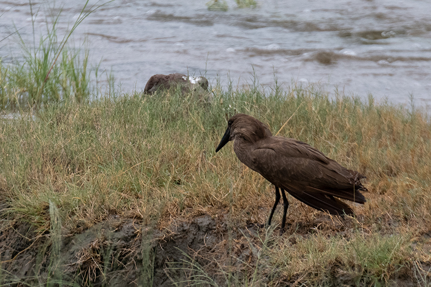 Hamerkop, Ngorongoro Crater, Tanzania